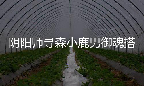 鹿男搭配阴阳御魂师寻森小